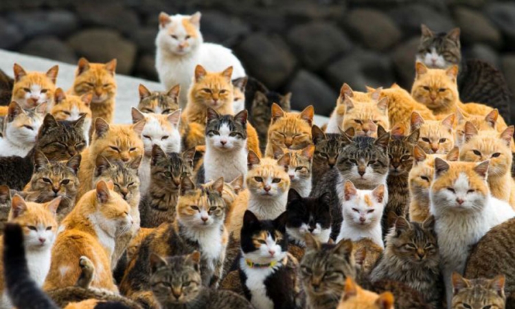 Japansko ostrvo mačaka