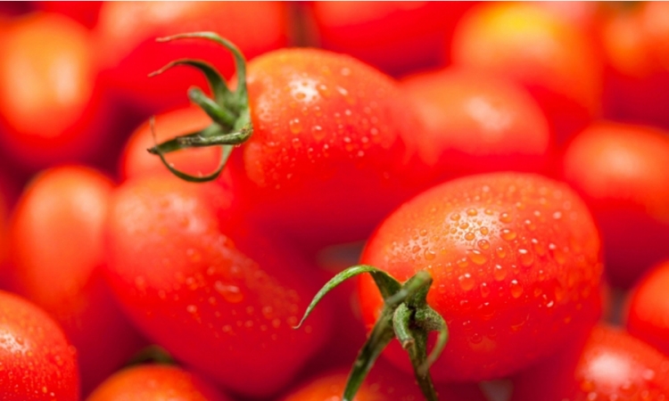 Palestinci prvi put od 2007. izvezli paradajz u Izreal