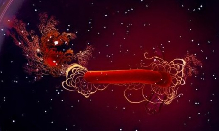 Naučnici dizajnirali bakterije koje suzbijaju tumor