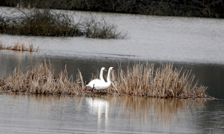 Labudovi na zagađenom jezeru Modrac