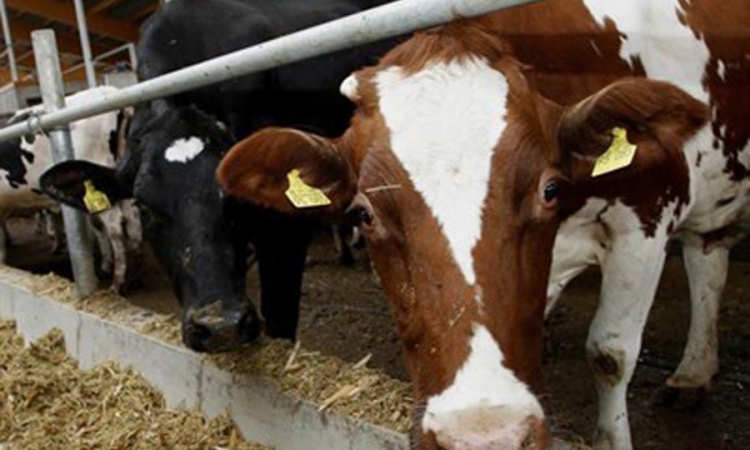 Moguće negativne posljedice po mljekarski sektor