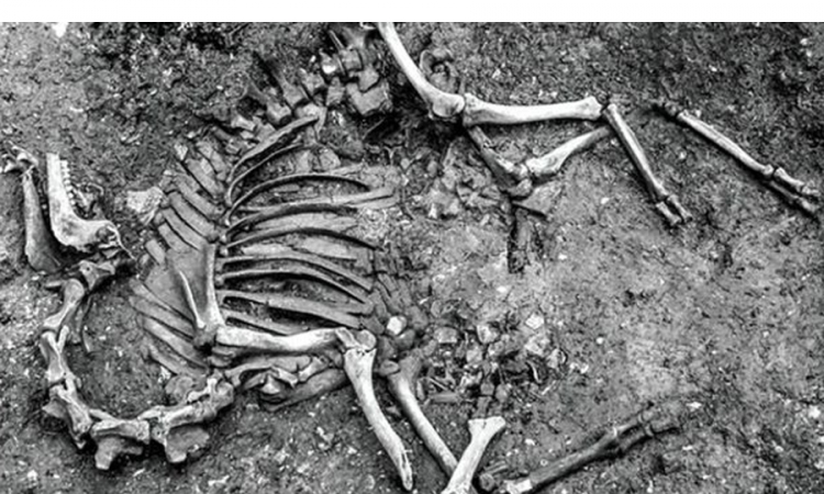 U Austriji pronađeni ostaci kamile iz 17. vijeka