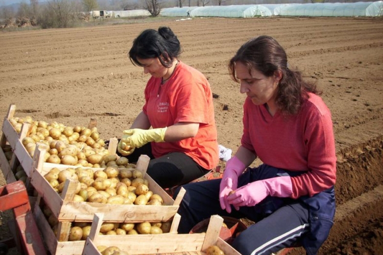 BiH izvezla 2.066 tona krompira