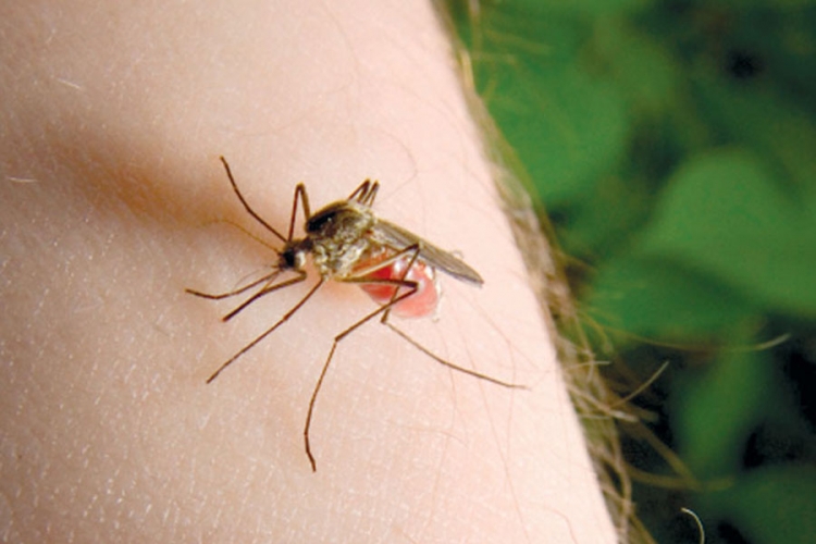 Pripremite klopku za komarce i riješite se neugodnosti