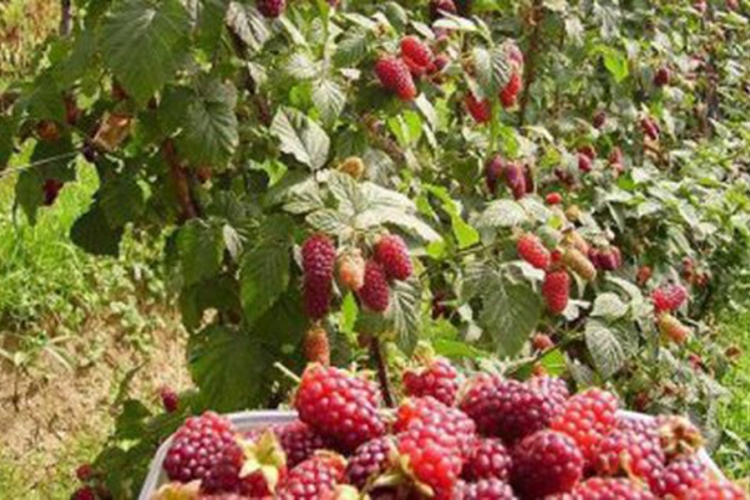 Pripreme za integralnu proizvodnju jagodičastog voća