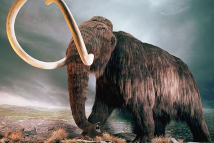 Objavljena genetska karta različitih vrsta mamuta