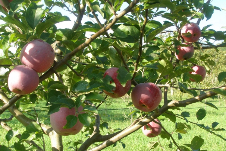 Rusija ograničava uvoz jabuka iz Srbije