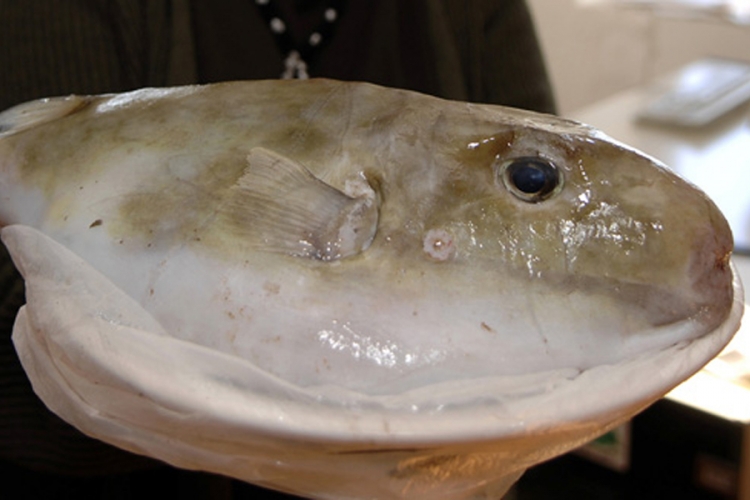 U Dubrovniku ulovljena smrtonosna riba