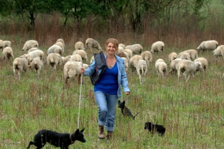 Magistar prava uživa u uzgoju 300 ovaca: Želim biti svoj gazda