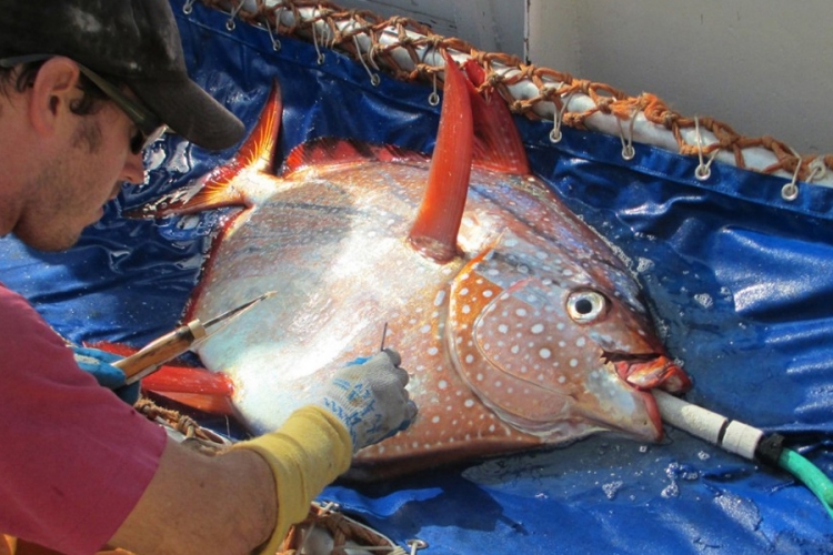 Naučnici otkrili prvu toplokrvnu ribu