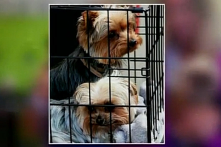 Psi Džonija Depa protjerani iz Australije