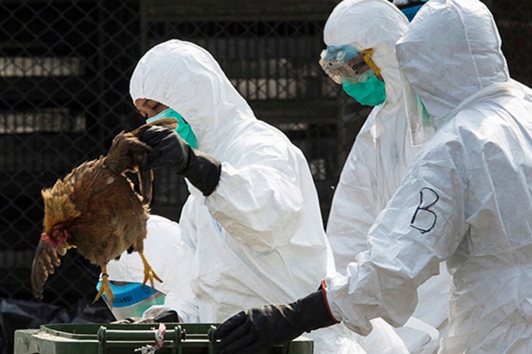 Nova vrsta ptičijeg gripa pustoši farme u SAD