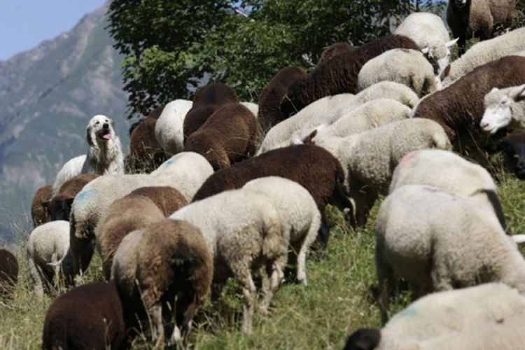 Švajcarci unajmili ovce za održavanje pruga