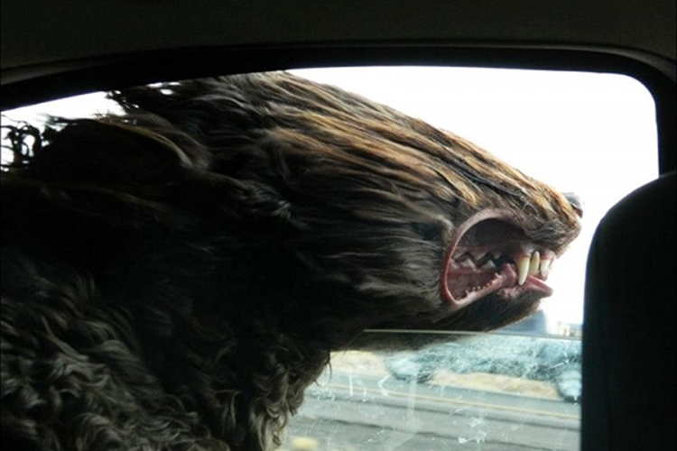 Psi savršeno srećni sa glavom izvan vozila tokom vožnje