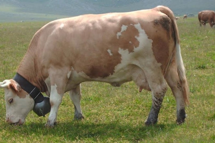 Na Islandu razgrabljen šampon od kravljeg urina