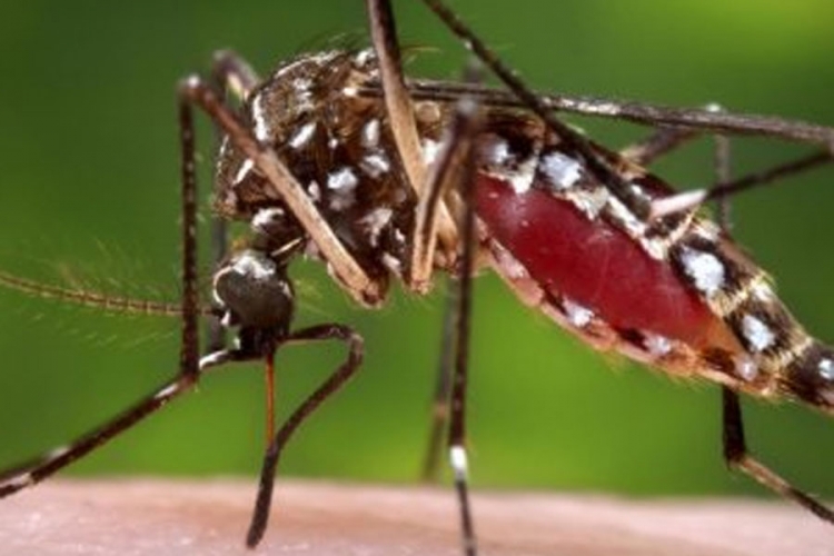 Najopasnije i najsmrtonosnije životinje na svijetu su komarci