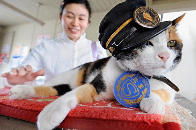 Japan oplakuje smrt Tame, jedine mačke "šefice stanice"
