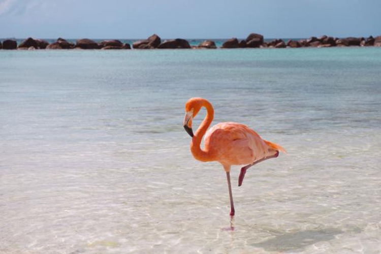 Ružičasti flamingo dobio veštačku nogu