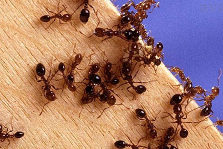 Riješite se mrava ovim jednostavnim trikom (VIDEO)