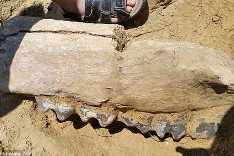U Rumuniji pronađen fosil slona star 7 miliona godina