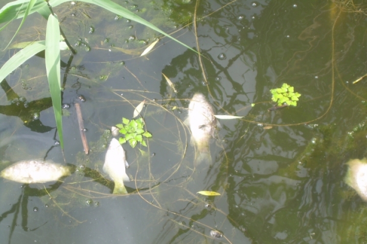 Masovno trovanje ribe u Podmajevičkom kanalu