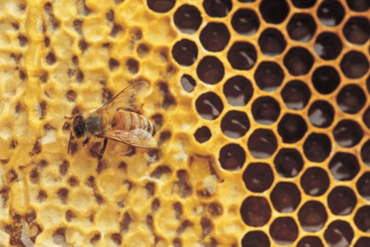 Norveška spasava pčele, za njih gradi "autoput"