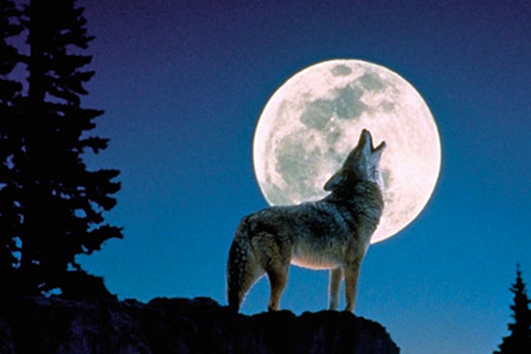 Evo zašto vukovi zavijaju na Mjesec
