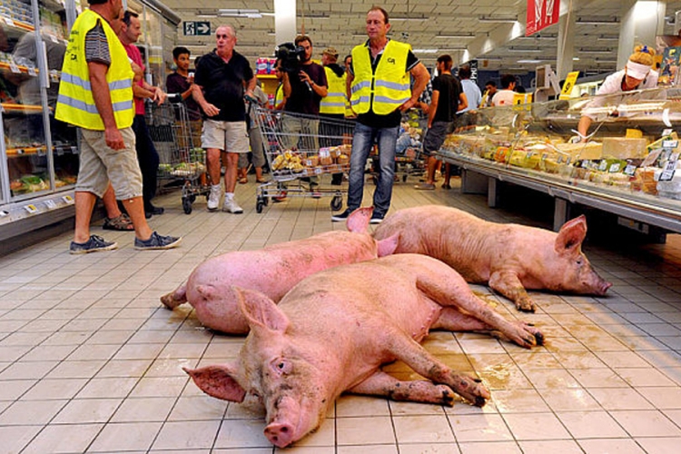 Evo šta se desi kad svinje uđu u prodavnicu (VIDEO)