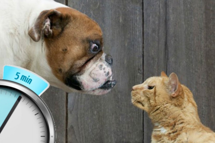 Psi protiv mačaka - 80 urnebesnih sekundi (VIDEO)