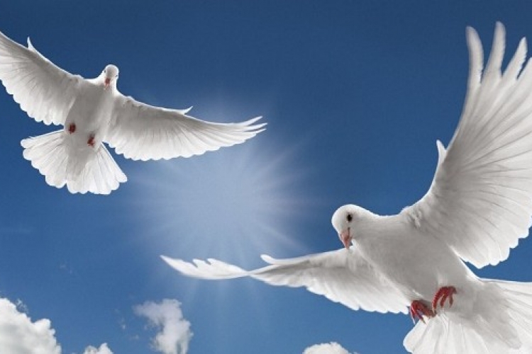  U čast "Oluje" iz Knina leti dvije hiljade golubova