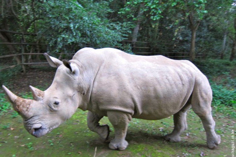 Uginuo jedan od pet preostalih sjevernih bijelih nosoroga