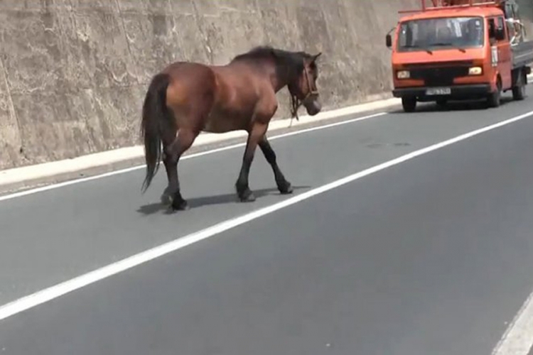 Konj se uključio u saobraćaj u Rajlovcu (VIDEO)