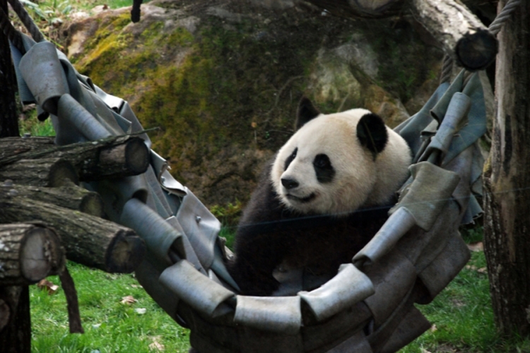 Panda lažirala trudnoću da bi dobila više hrane i klimu