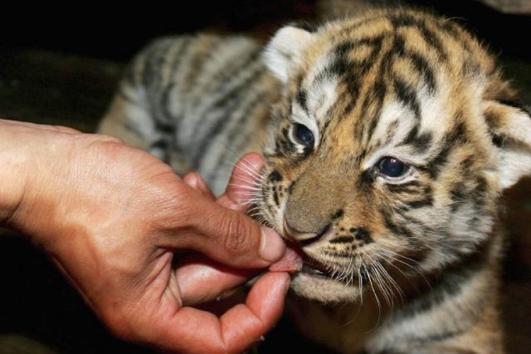 Ubijeno Putinovo mladunče tigra