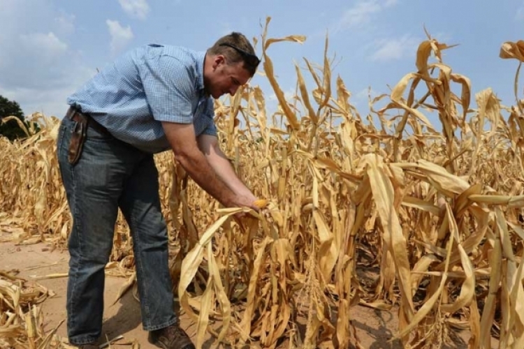 Usorac: Šteta od suše u poljoprivredi RS biće veća od 500 miliona KM
