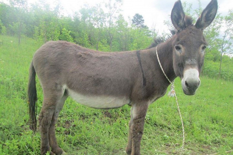 Urnebesna krađa kod Teslića: Čobaninu ukrali magarca