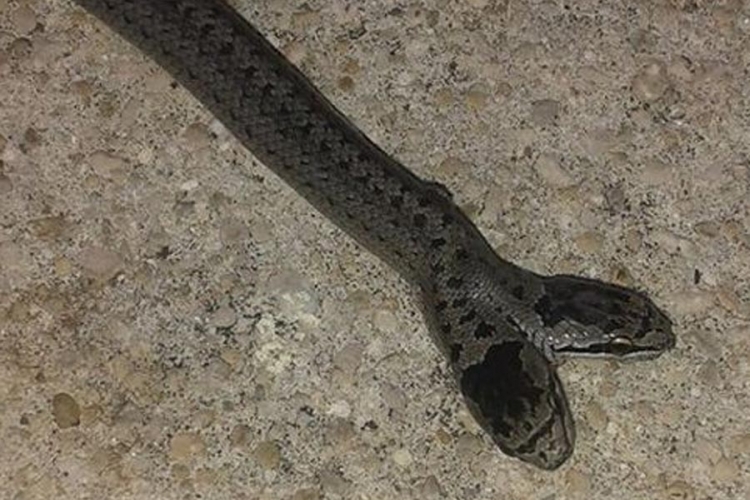 Dvoglava zmija uhvaćena kod Livna (FOTO)