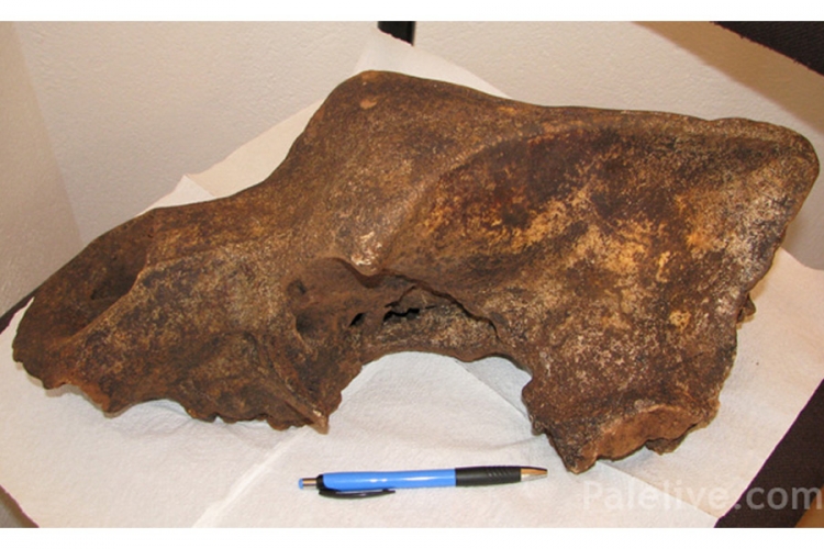 U Orlovači pronađena lobanja medvjeda stara 16.000 godina