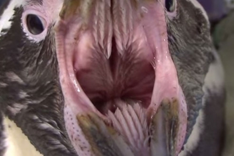 Šta pingvin radi s takvim ustima? (VIDEO)