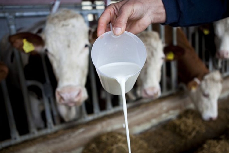 Usorac: Domaći mljekari očekuju pozitivan ishod na sastanku u Briselu