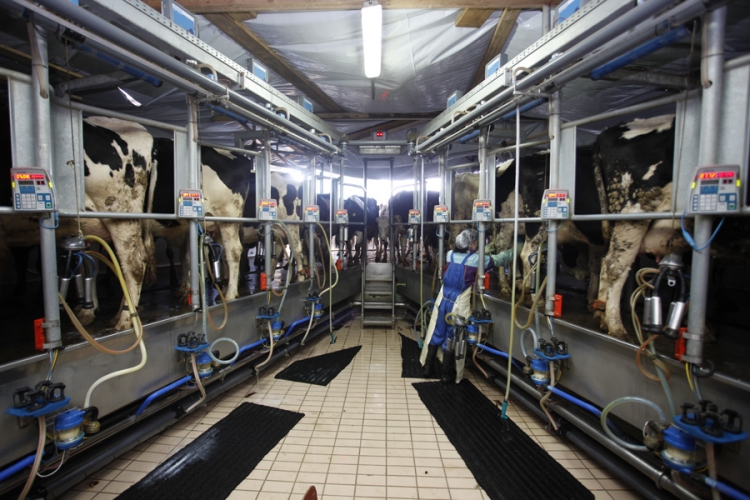 Ispunjeni svi uslovi za izvoz mlijeka, blokada Hrvatske nepotrebna