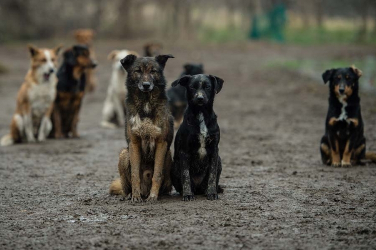 Psi lutalice poklali živinu i stoku (FOTO)