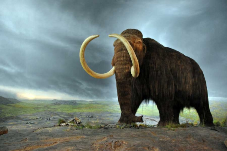 Pronađeni ostaci vunenog mamuta