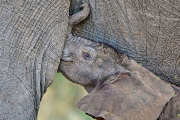 9 činjenica koje niste znali o slonovima