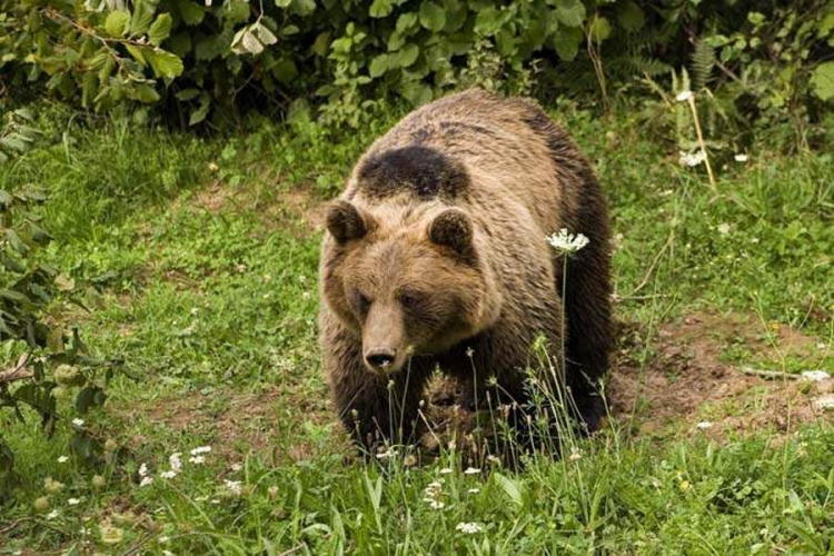 Panika u Banjaluci: Medvjed primjećen na Pobrđu