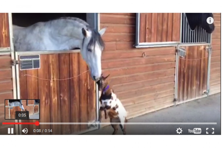 Pogledajte prijateljstvo između koze i konja (VIDEO)