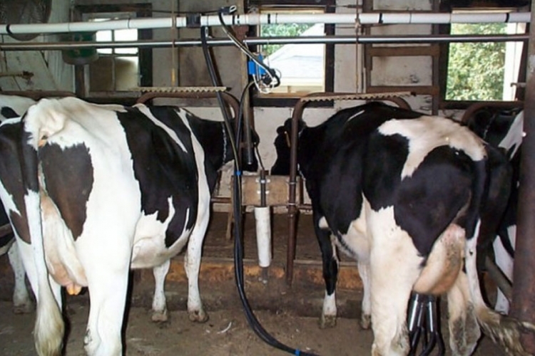 Na nekoliko farmi u RS prisutan aflatoksin u mlijeku