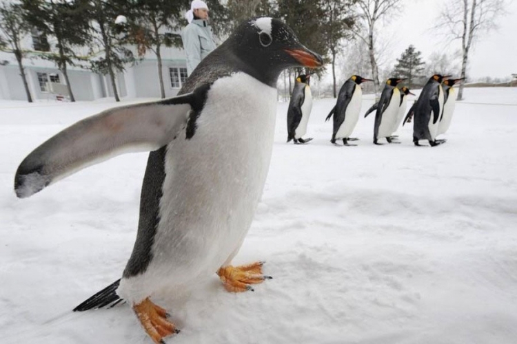 Beogradski zoo-vrt dobija prostor za pingvine