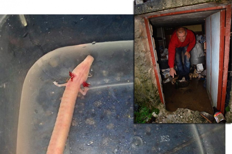 Trebinjac u poplavljenom podrumu pronašao čovječiju ribicu