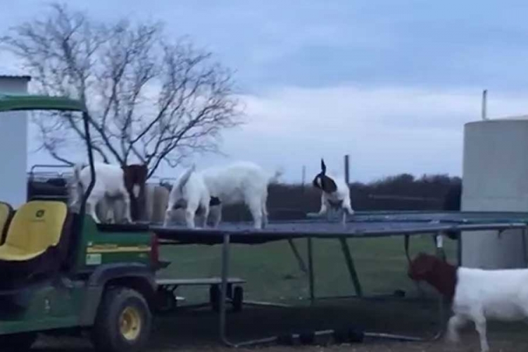 Hit na internetu: Koze na trambolini (VIDEO)